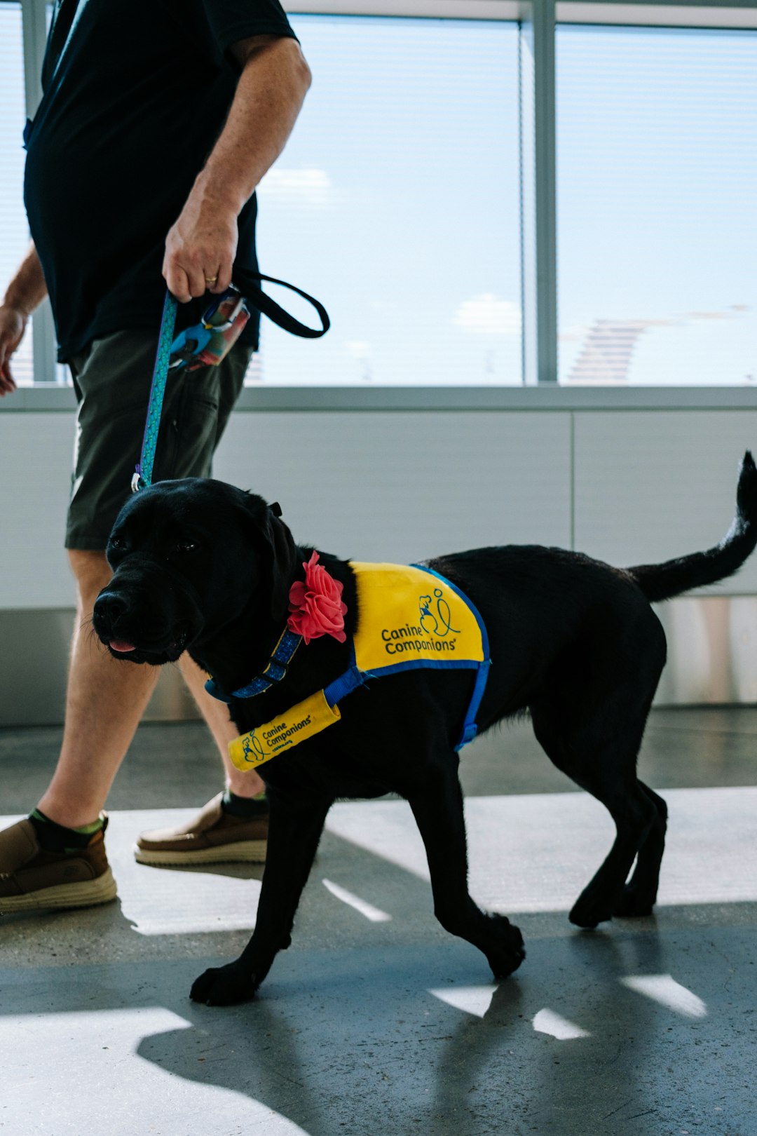 Service dog walking through an airport