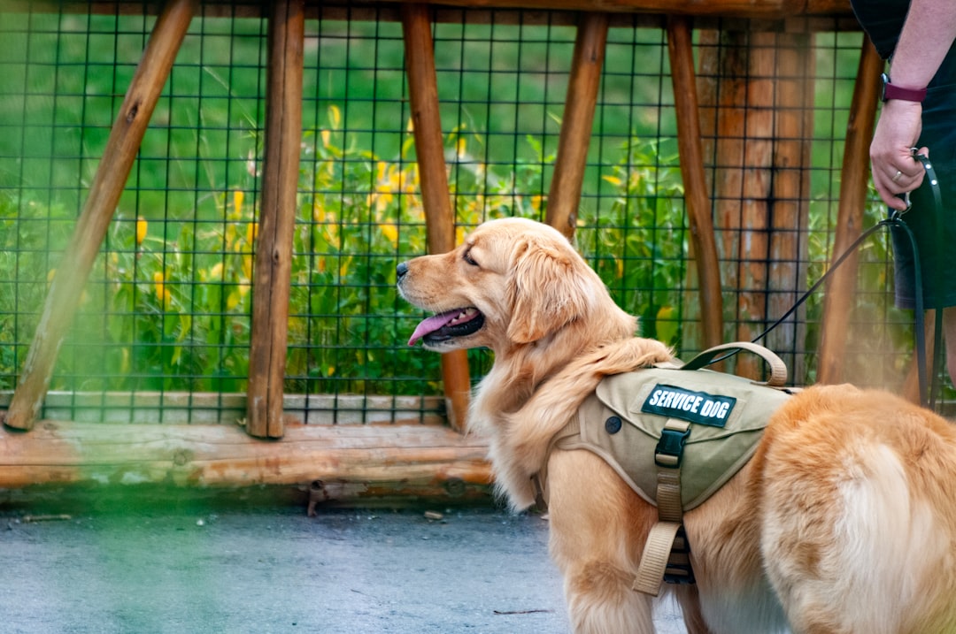 a-golden-retriever-wearing-a-green-vest-and-leash-8hjhlrkrxsk